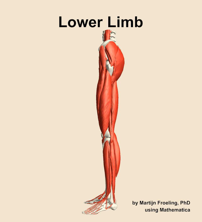 muscles of the lower limb