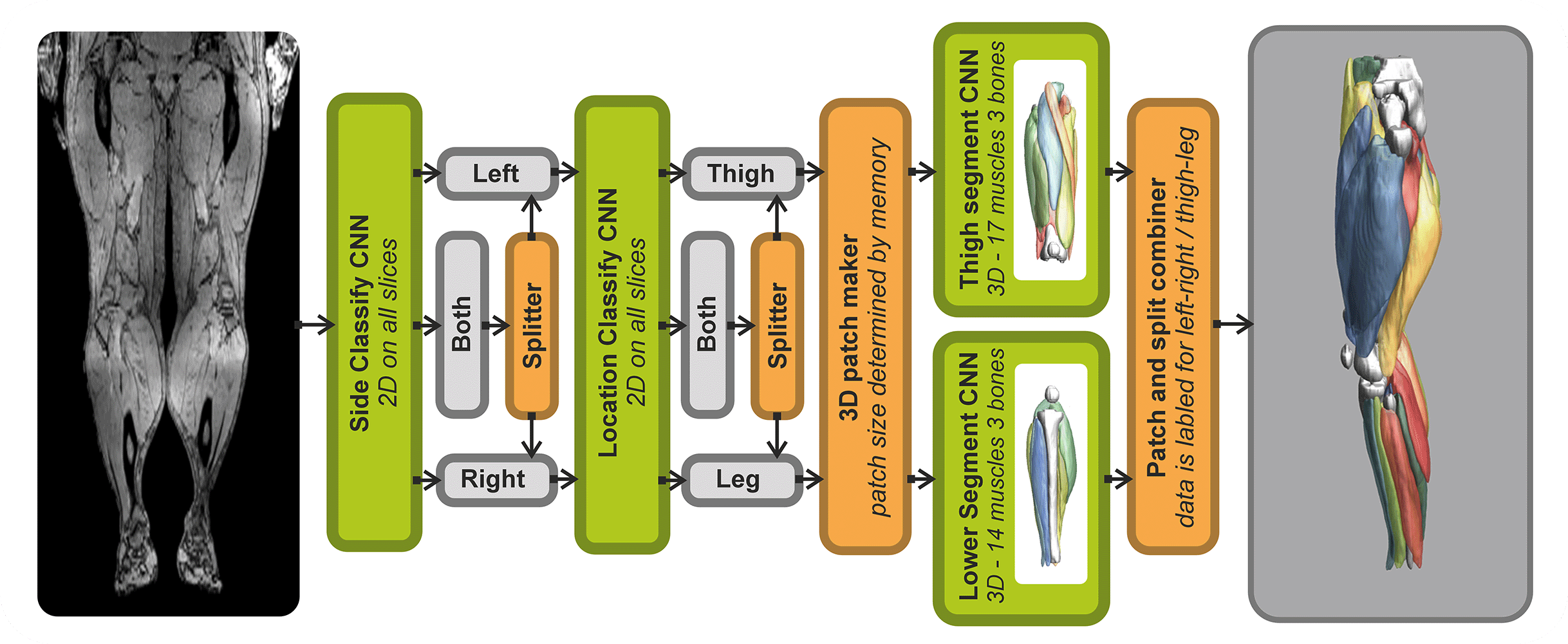 flowchart for whole leg automated muscle segmentation