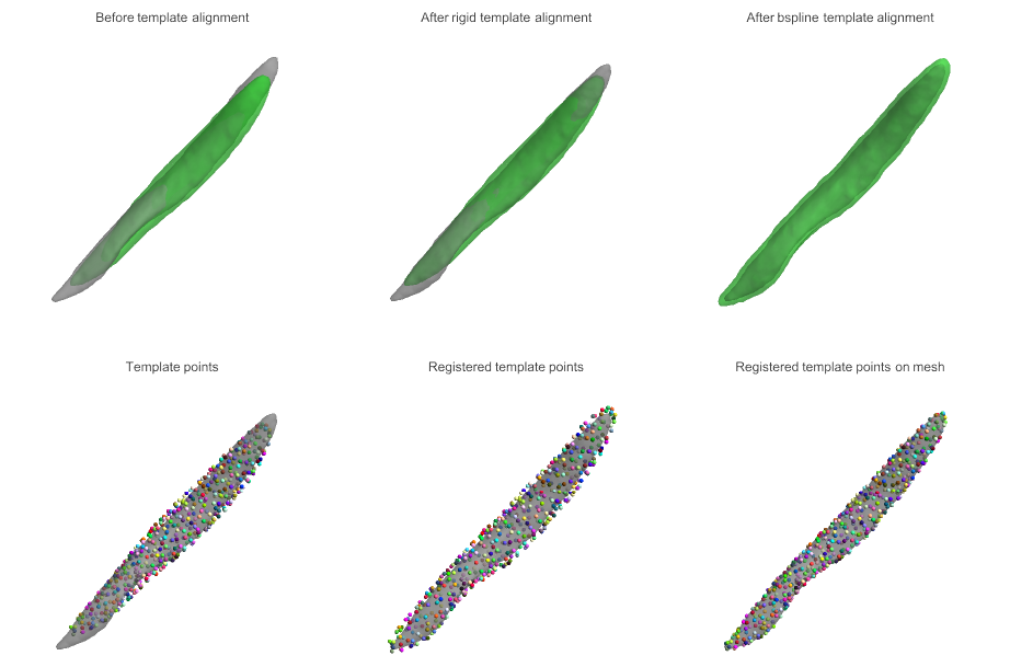 muscle template alignment to individual muscle and mesh alignment.